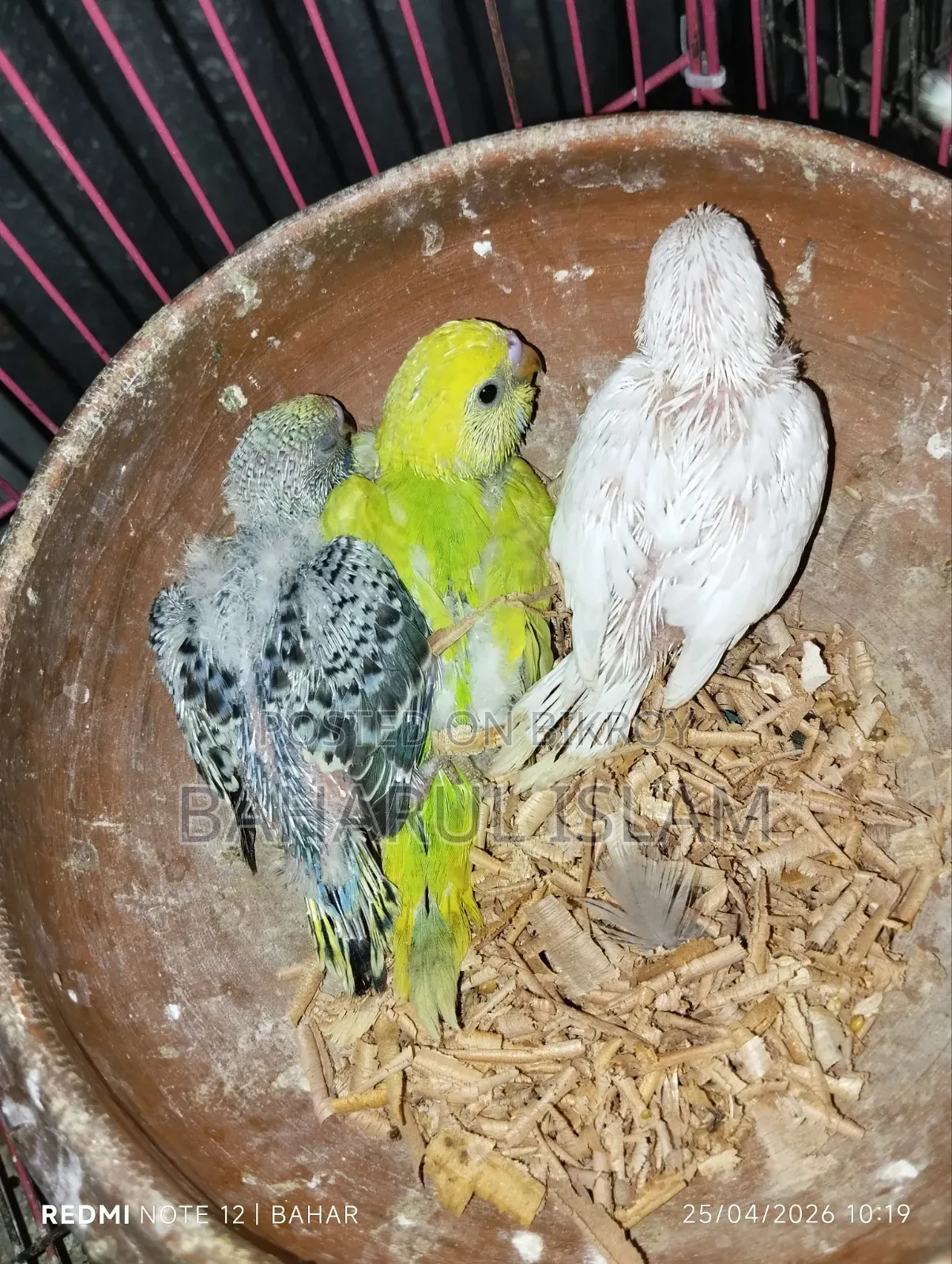 Several Budgie Birds for Sale