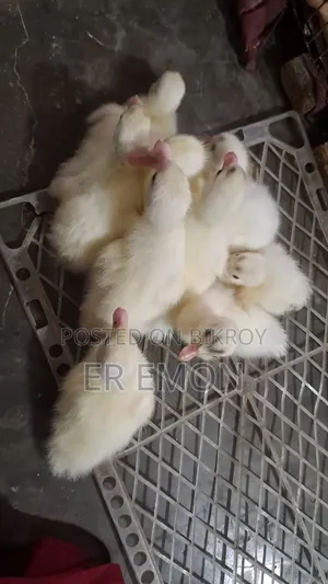 চিনা হাসের বাচ্চা বিক্রি