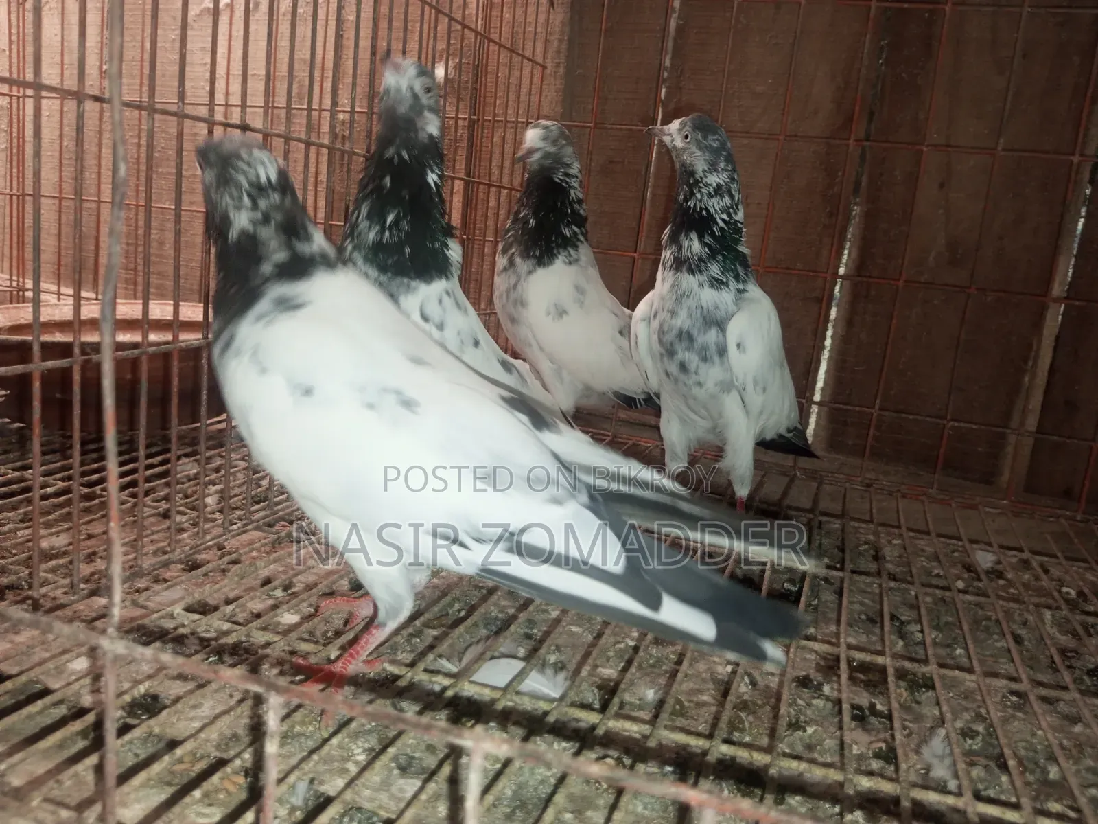 Tradi Pigeon