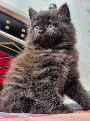 1-3 Months Male Purebred Abyssinian