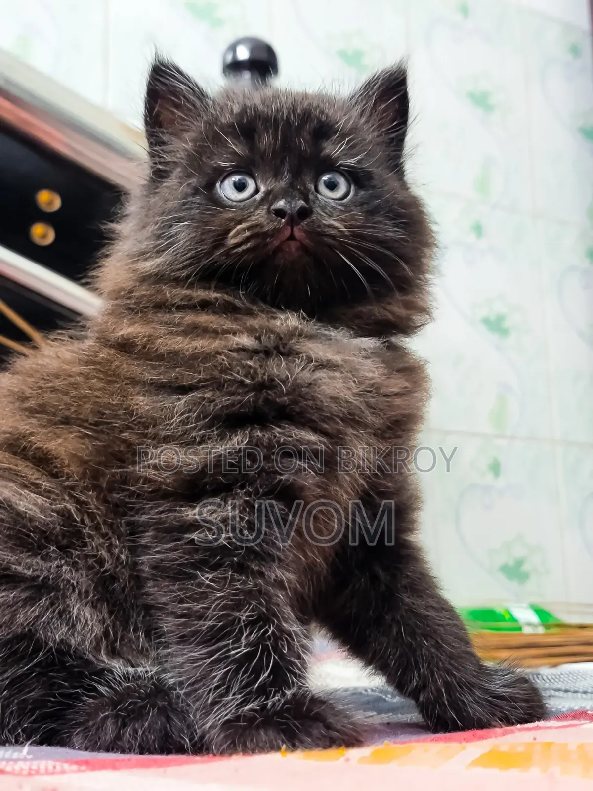 1-3 Months Male Purebred Abyssinian