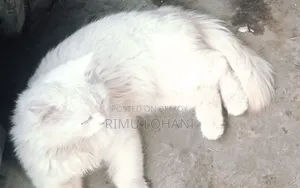 1+ Year Male Purebred Persian Cat