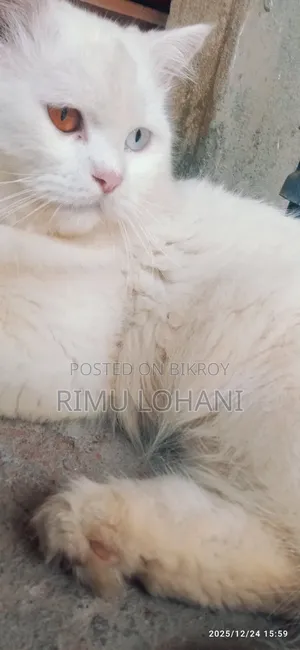 1+ Year Male Purebred Persian Cat