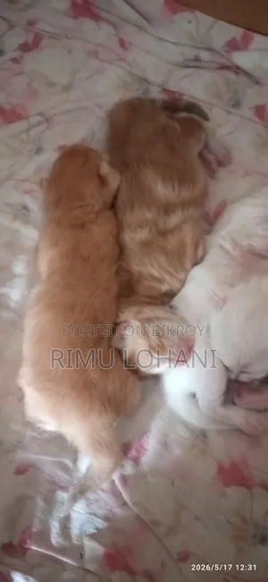 ০-১ মাস বয়সী পুরুষ বিশুদ্ধ পার্সিয়ান বিড়াল