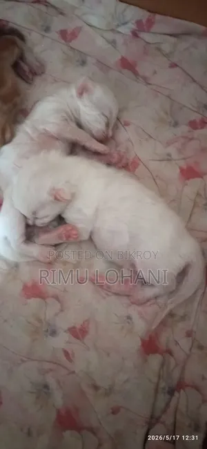 0-1 Month Male Purebred Persian