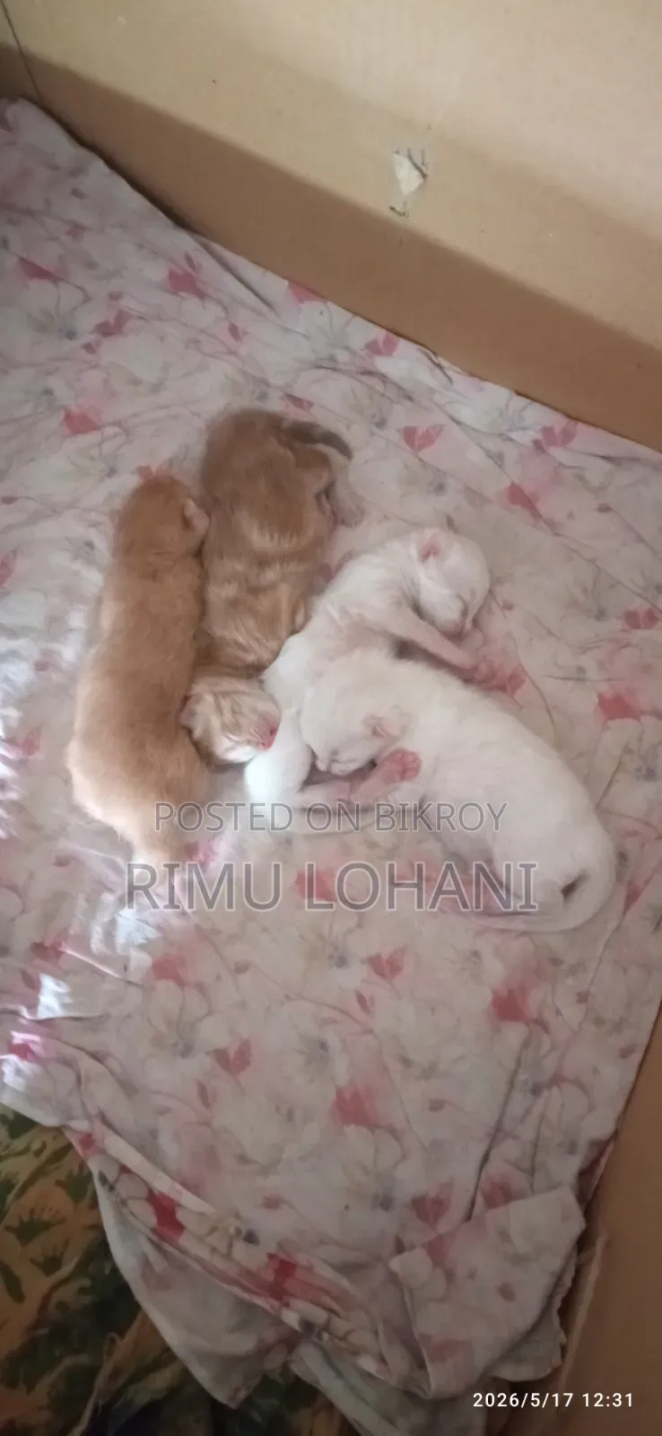 0-1 Month Male Purebred Persian