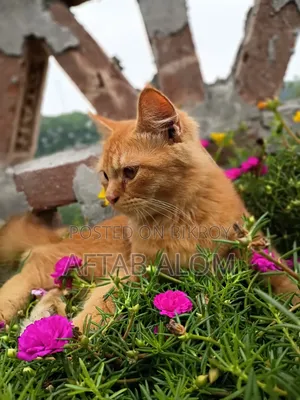 ১+ বছর বয়সী পুরুষ মিশ্র জাতের পার্সিয়ান