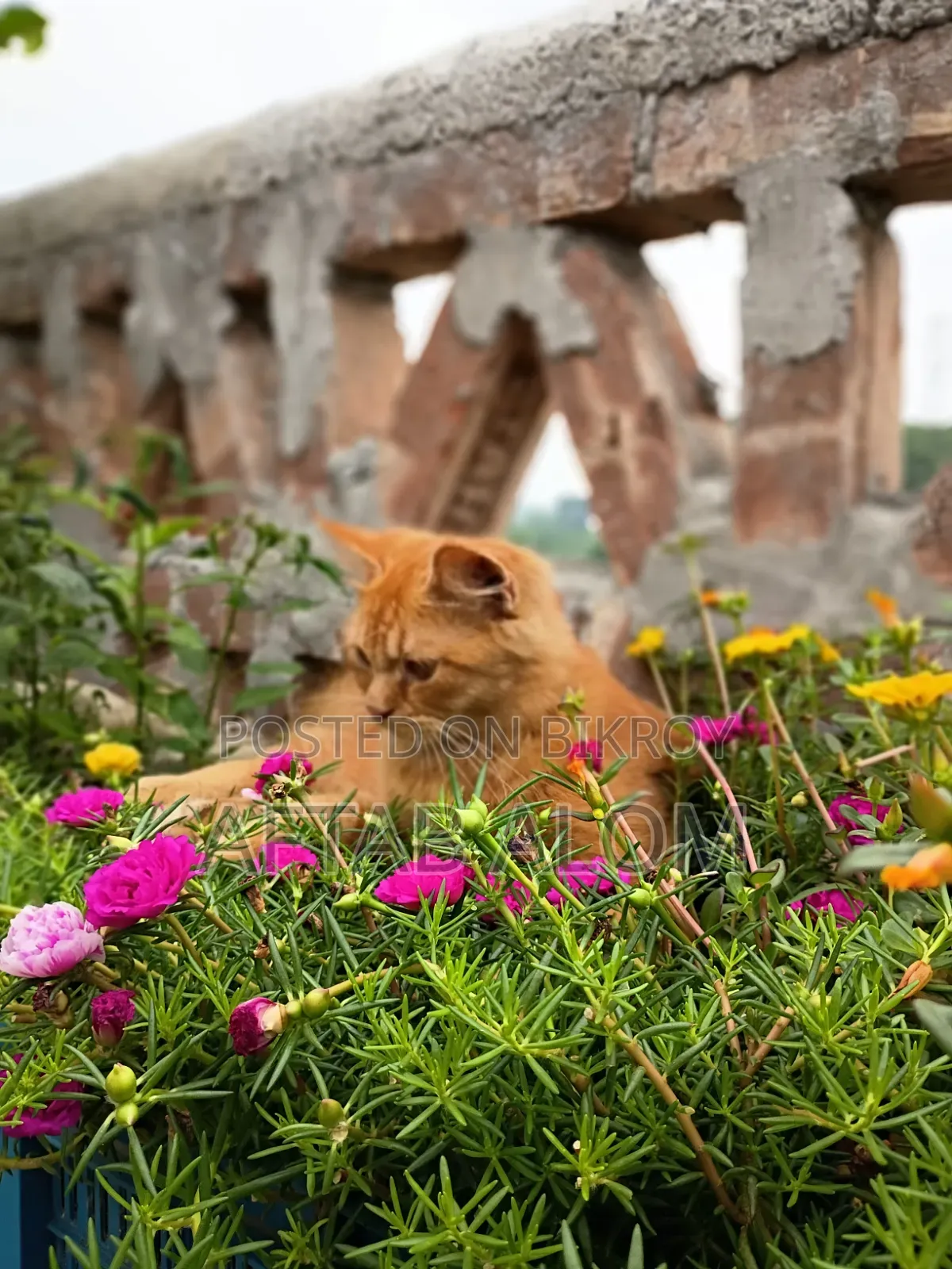 ১+ বছর বয়সী পুরুষ মিশ্র জাতের পার্সিয়ান