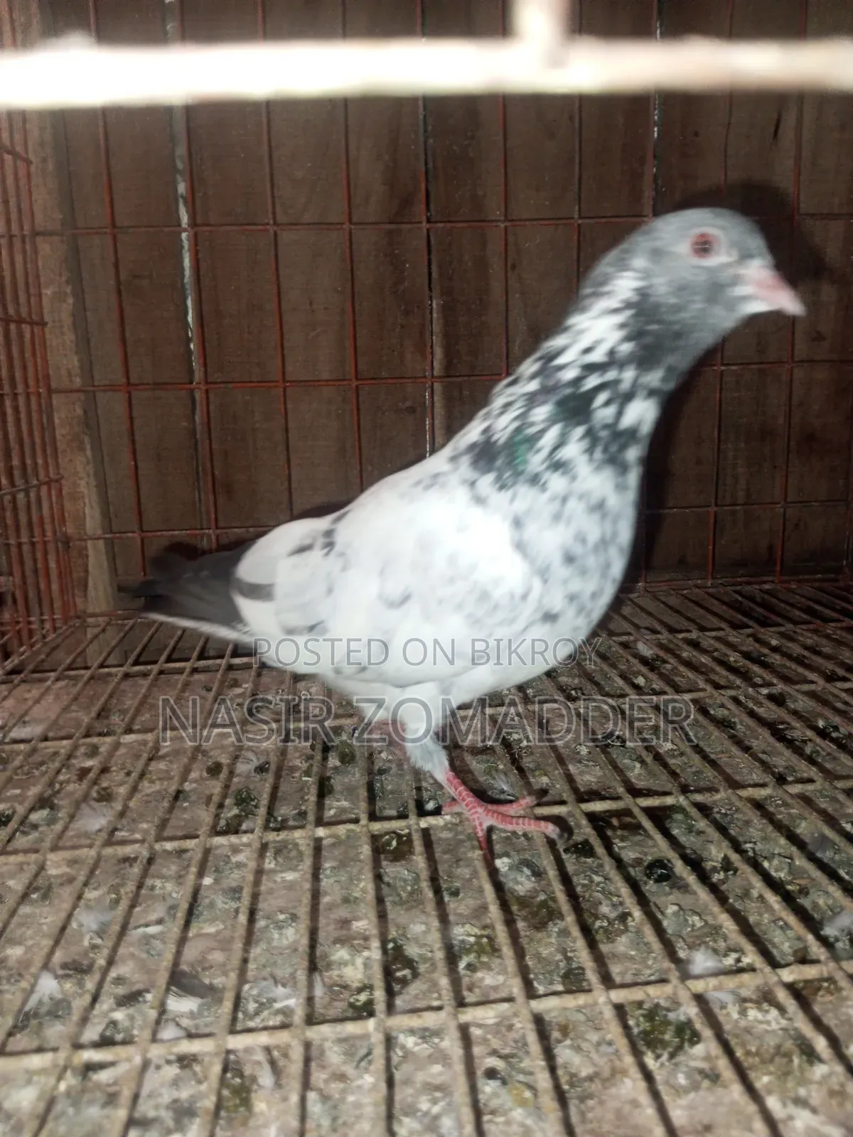 Kamangar Pigeon
