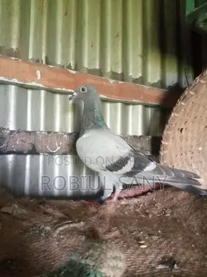 Racing Pigeon