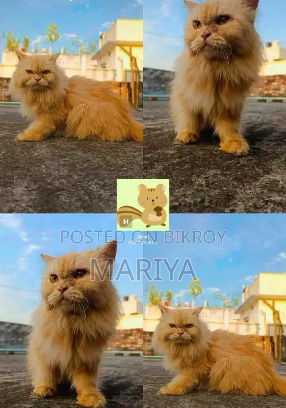 1+ Year Female Purebred Persian