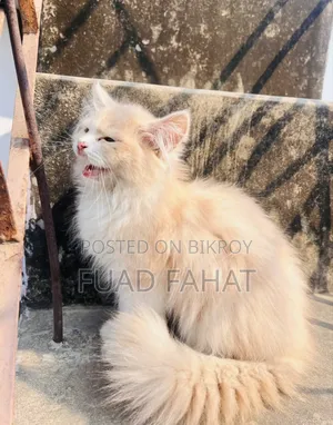 1-3 Months Male Purebred Persian