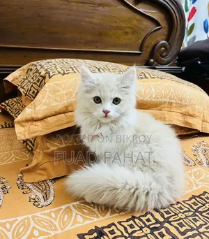 1-3 Months Male Purebred Persian