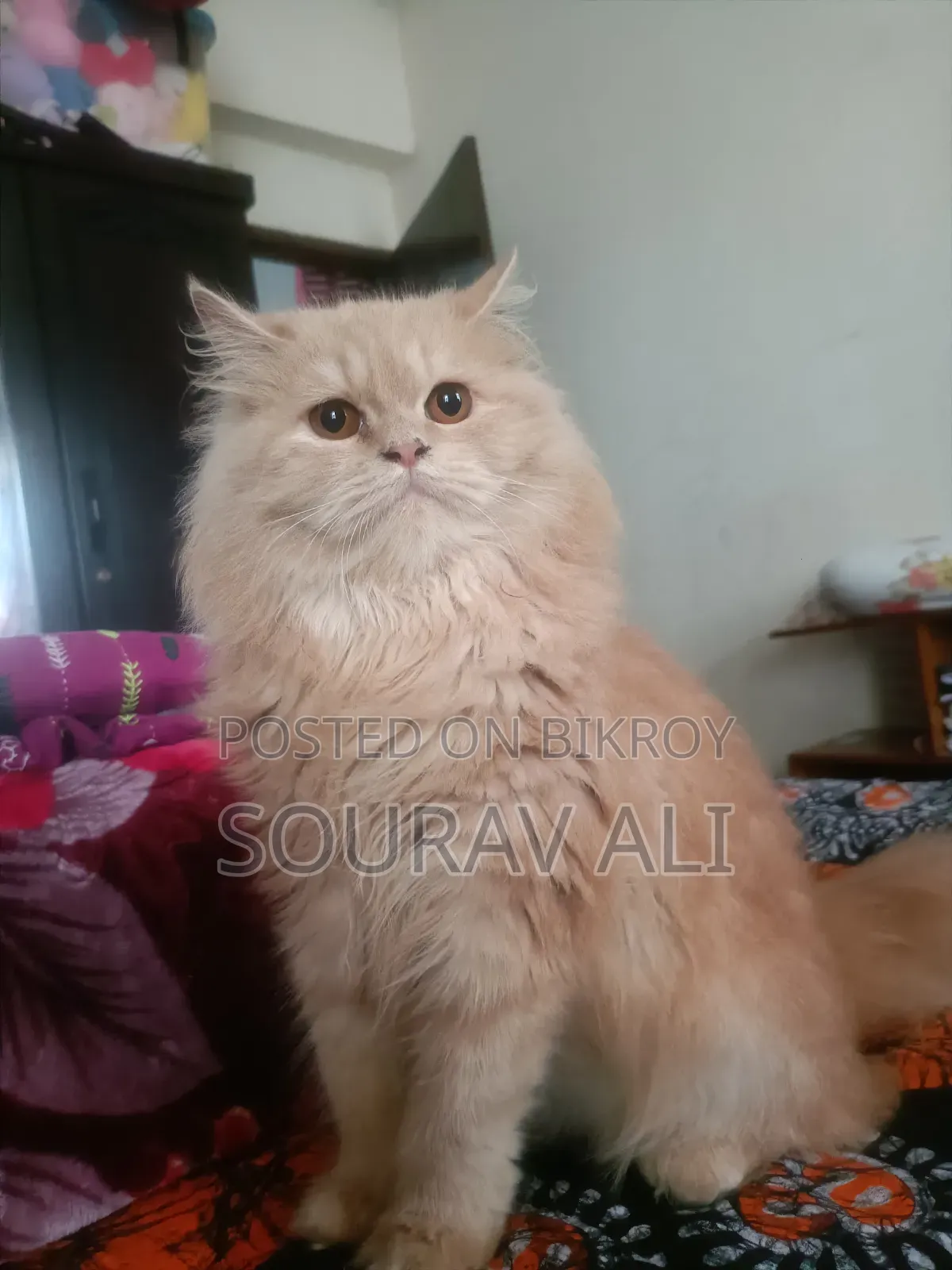 ৬-১২ মাস বয়সী মেয়ে পিওরব্রেড পার্সিয়ান