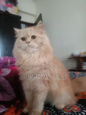 ৬-১২ মাস বয়সী মেয়ে পিওরব্রেড পার্সিয়ান