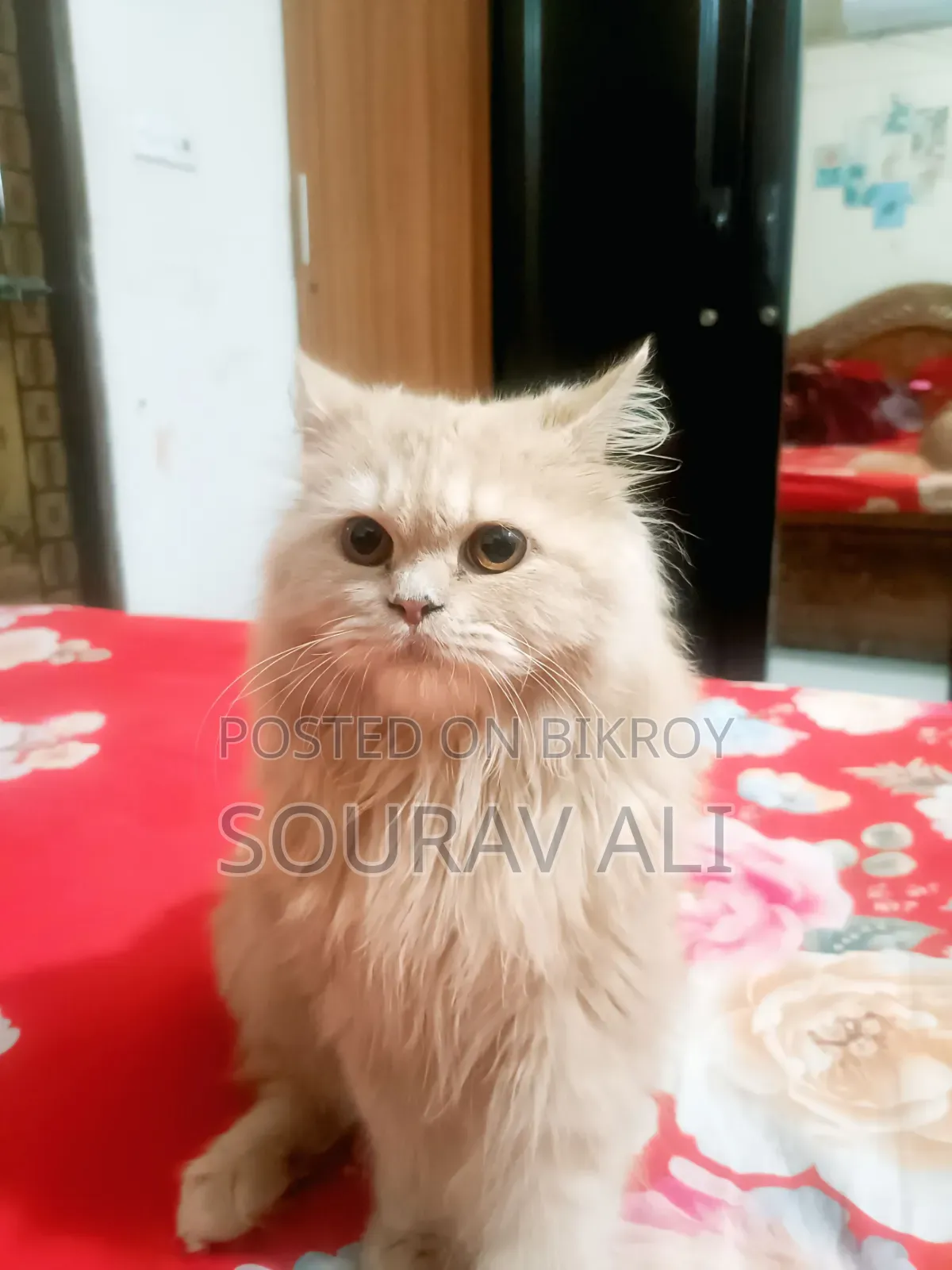 ৬-১২ মাস বয়সী মেয়ে পিওরব্রেড পার্সিয়ান