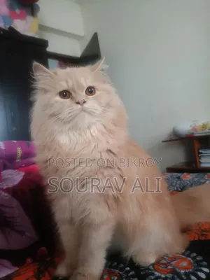 ৬-১২ মাস বয়সী মেয়ে পিওরব্রেড পার্সিয়ান