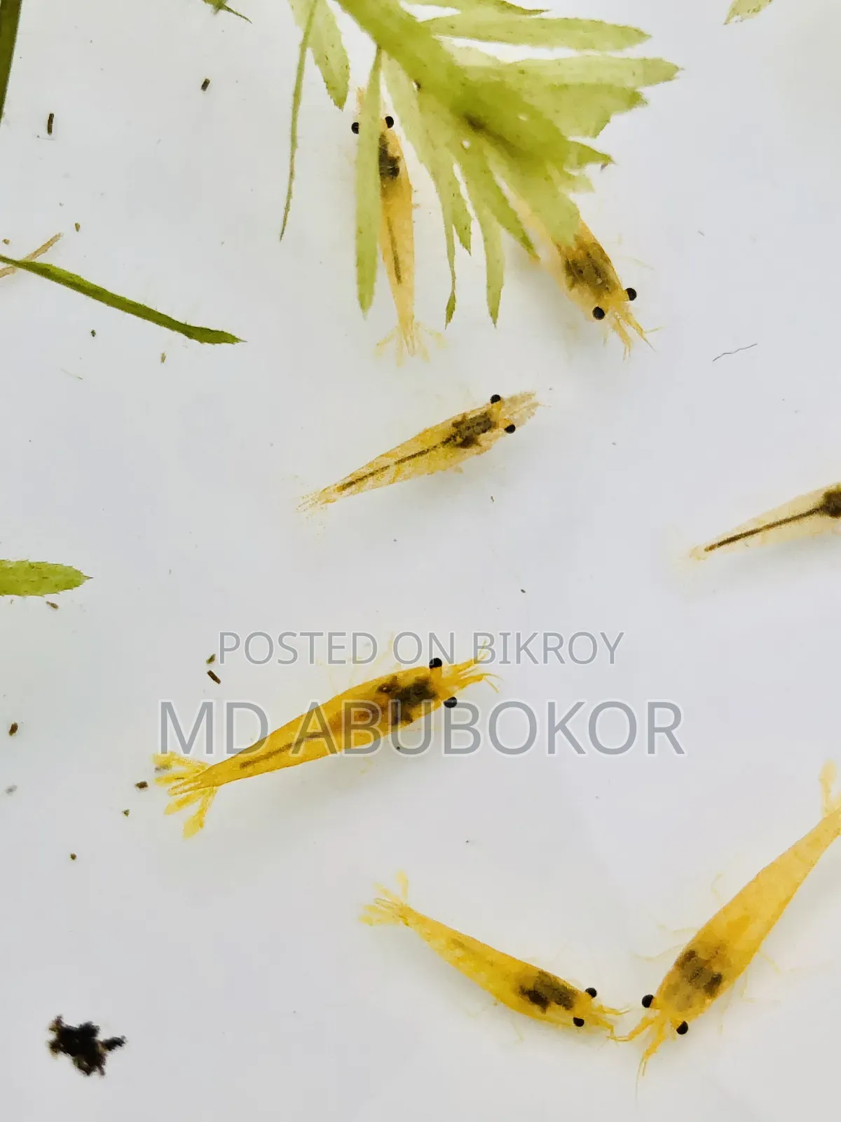 Yellow Shrimp
