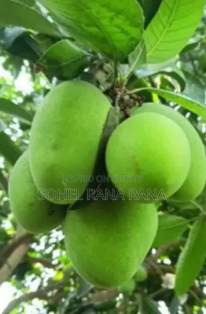 গাছপাকা হিমসাগর আম বিক্রয়