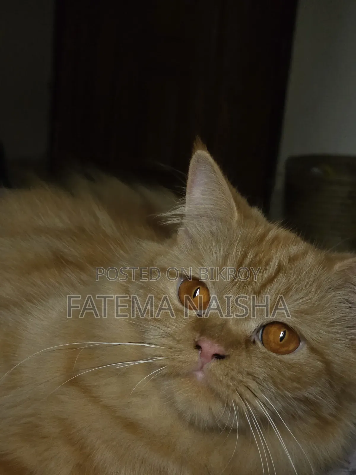 1+ Year Female Purebred Persian