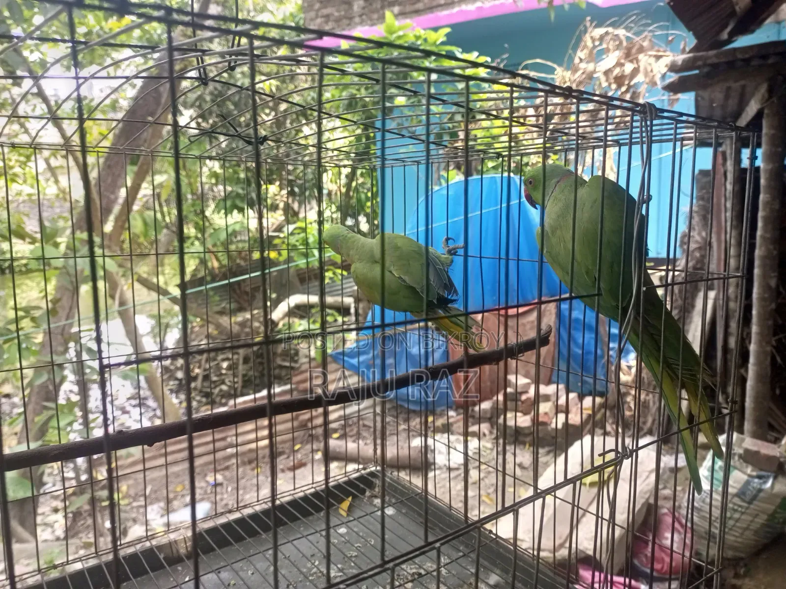Parrot