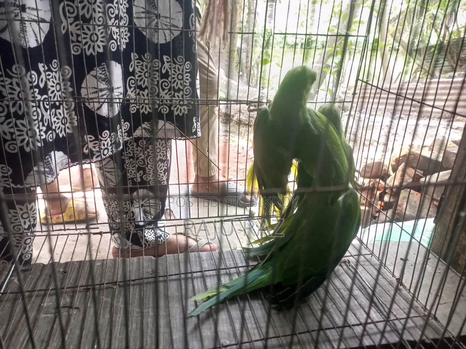 Parrot