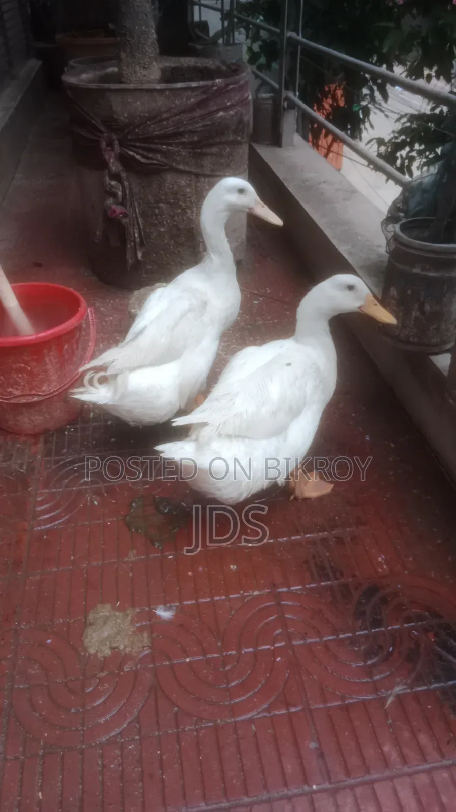 Belgian Duck