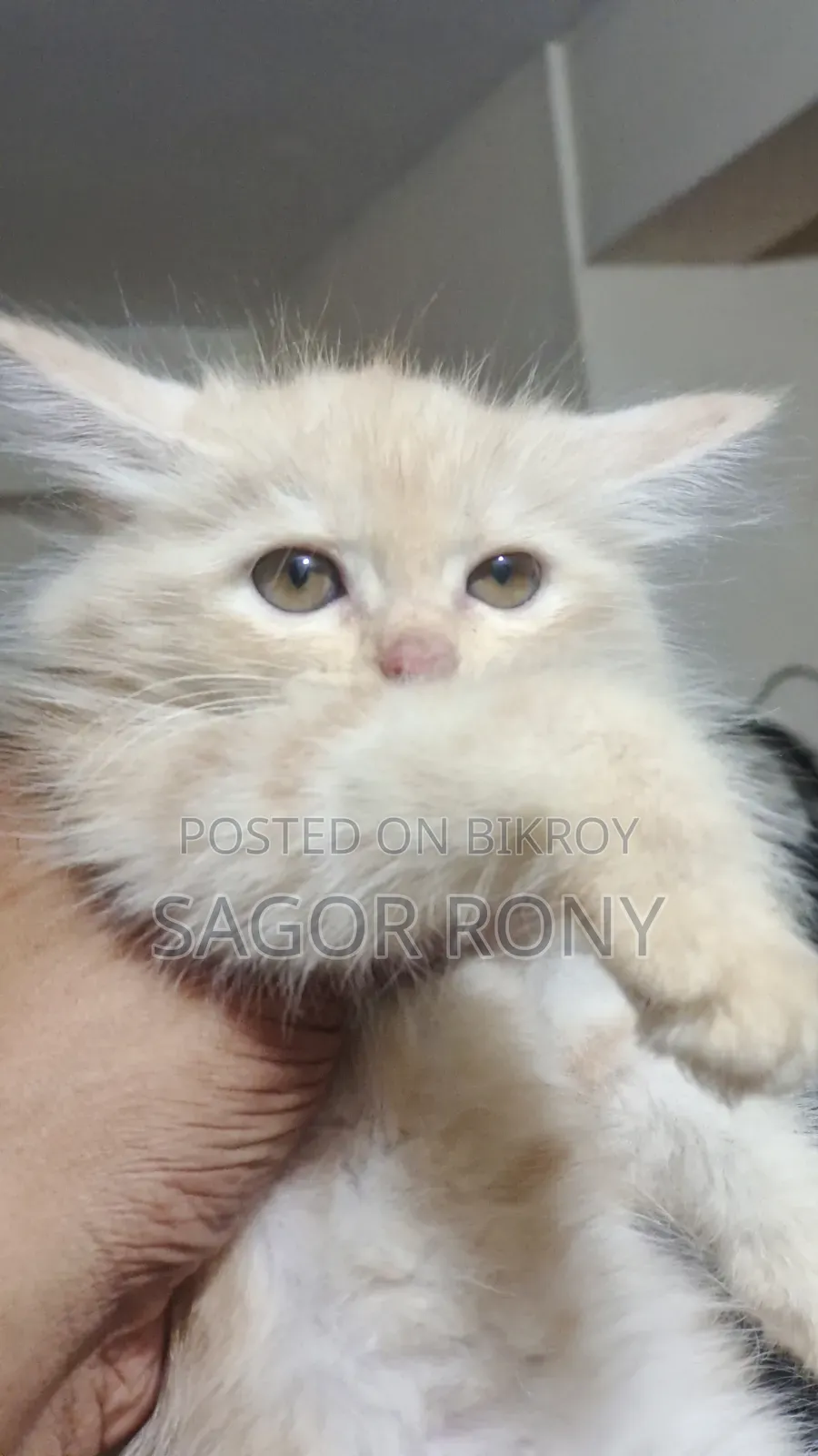 1-3 Months Female Purebred Persian