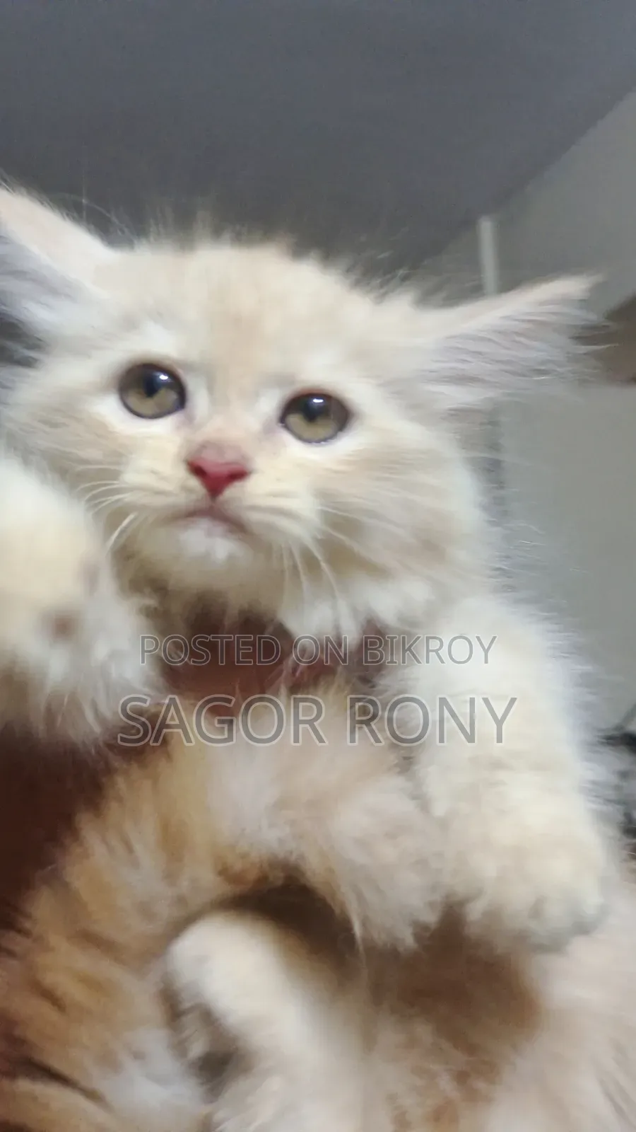 1-3 Months Female Purebred Persian