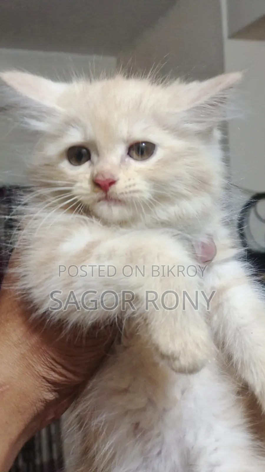 1-3 Months Female Purebred Persian