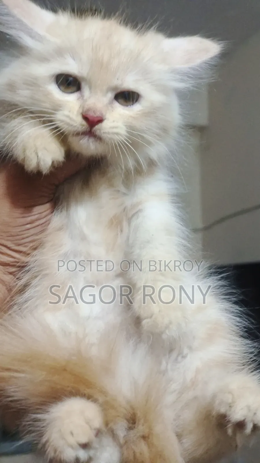 1-3 Months Female Purebred Persian
