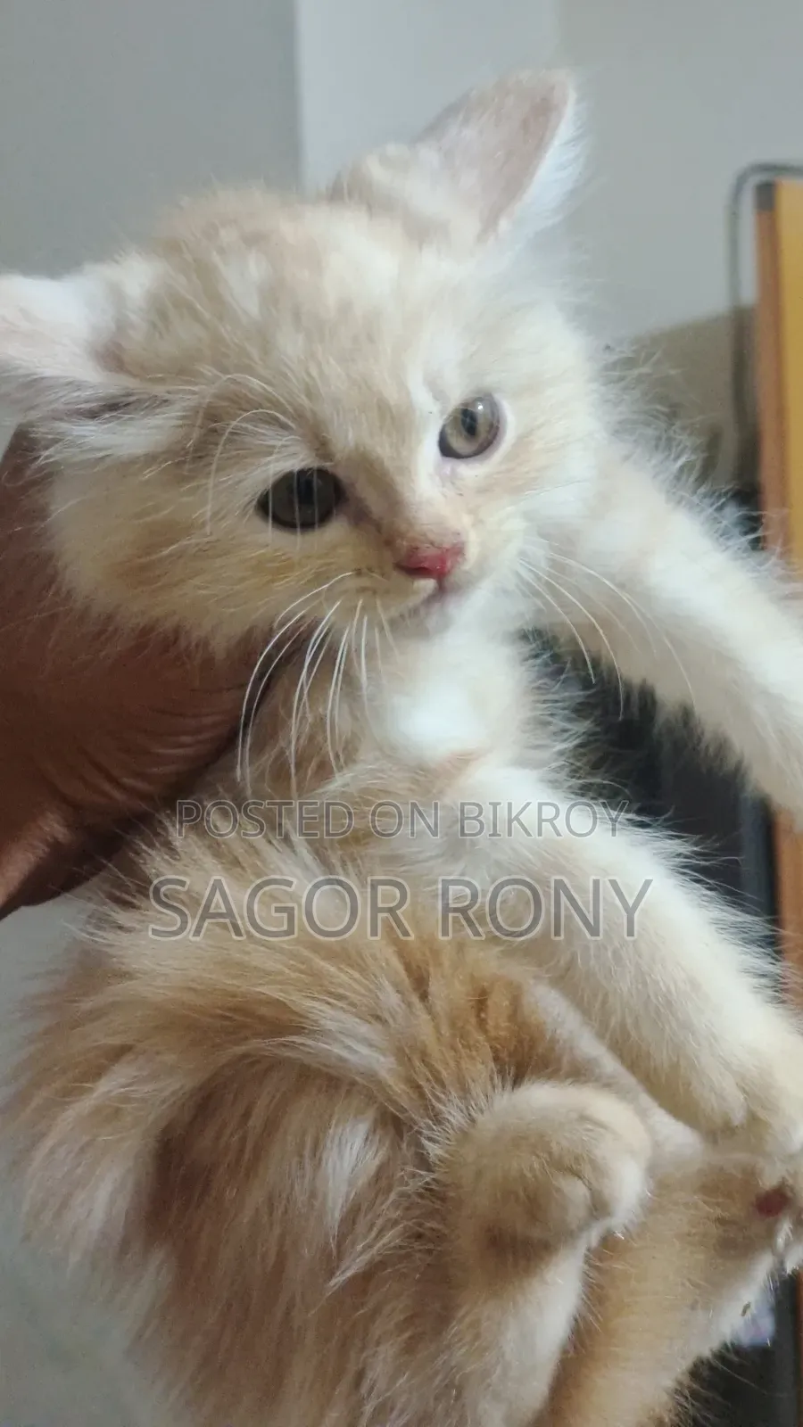 1-3 Months Female Purebred Persian