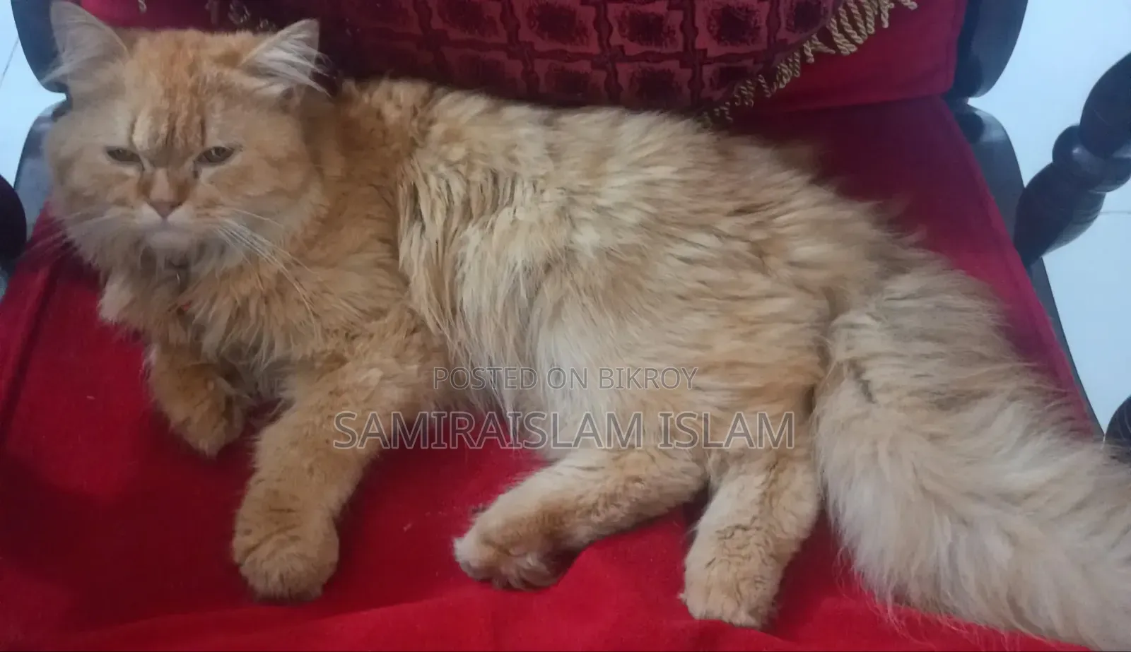 3-6 Months Male Purebred Persian