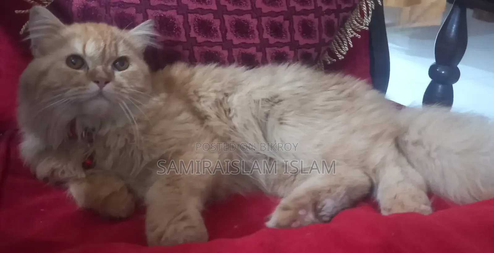 3-6 Months Male Purebred Persian