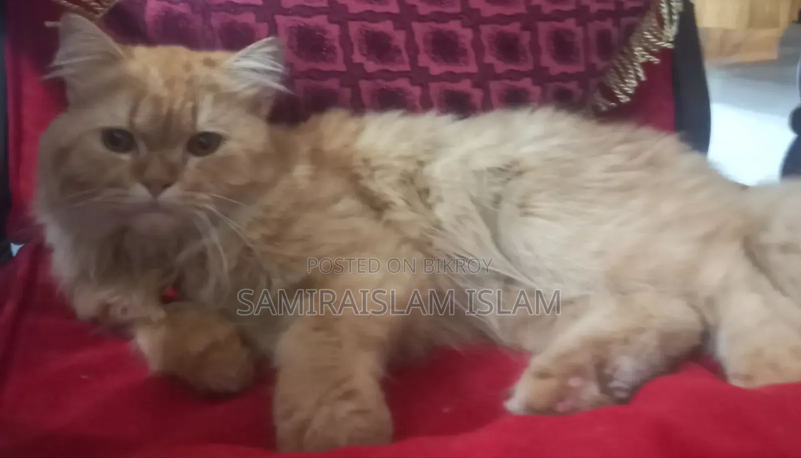 3-6 Months Male Purebred Persian