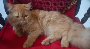 3-6 Months Male Purebred Persian