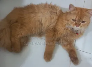 3-6 Months Male Purebred Persian