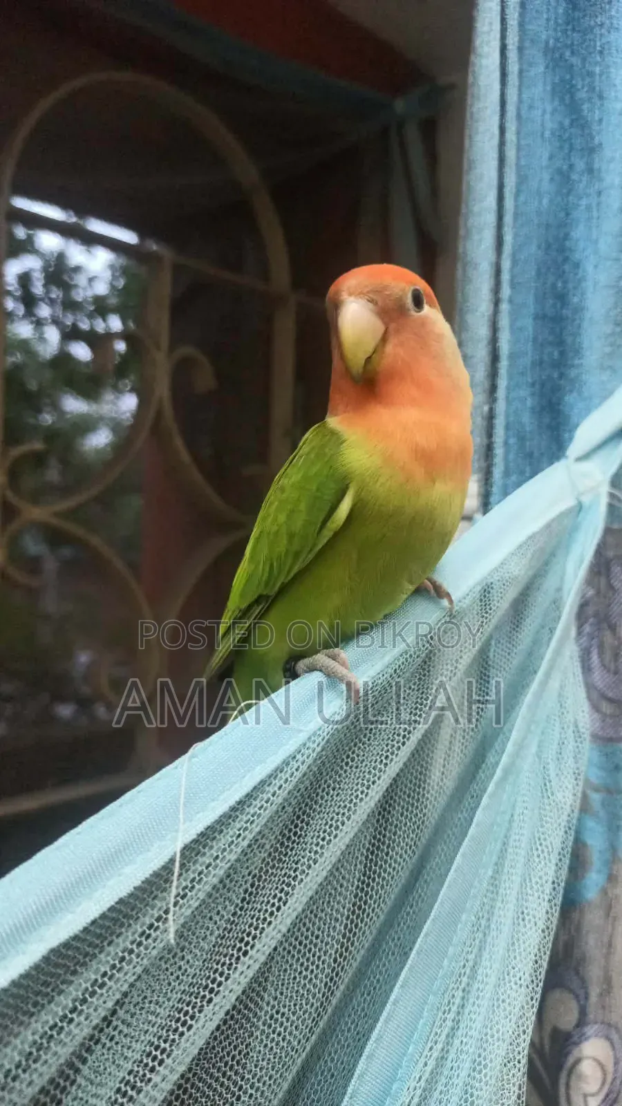 Tame Lovebird