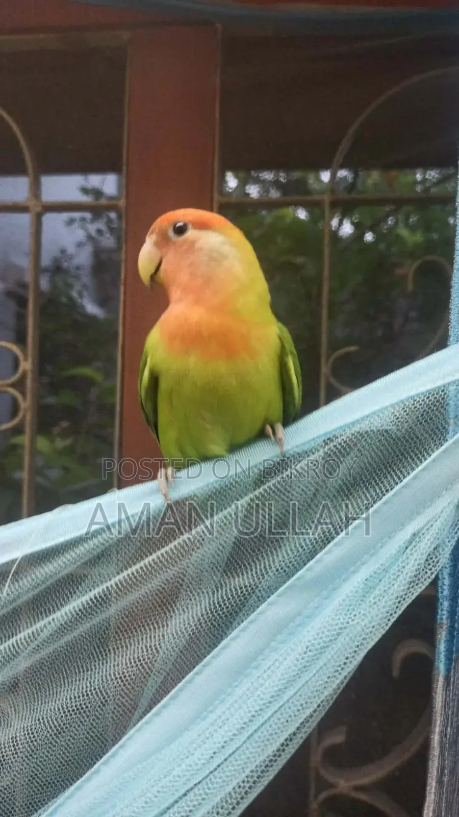 Tame Lovebird