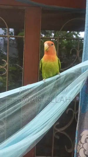 Tame Lovebird