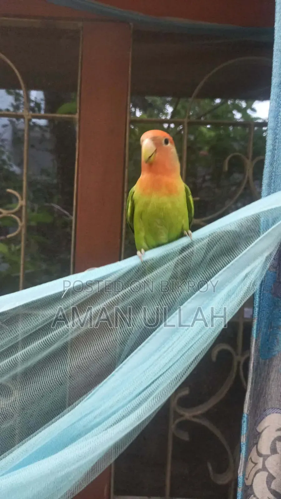 Tame Lovebird