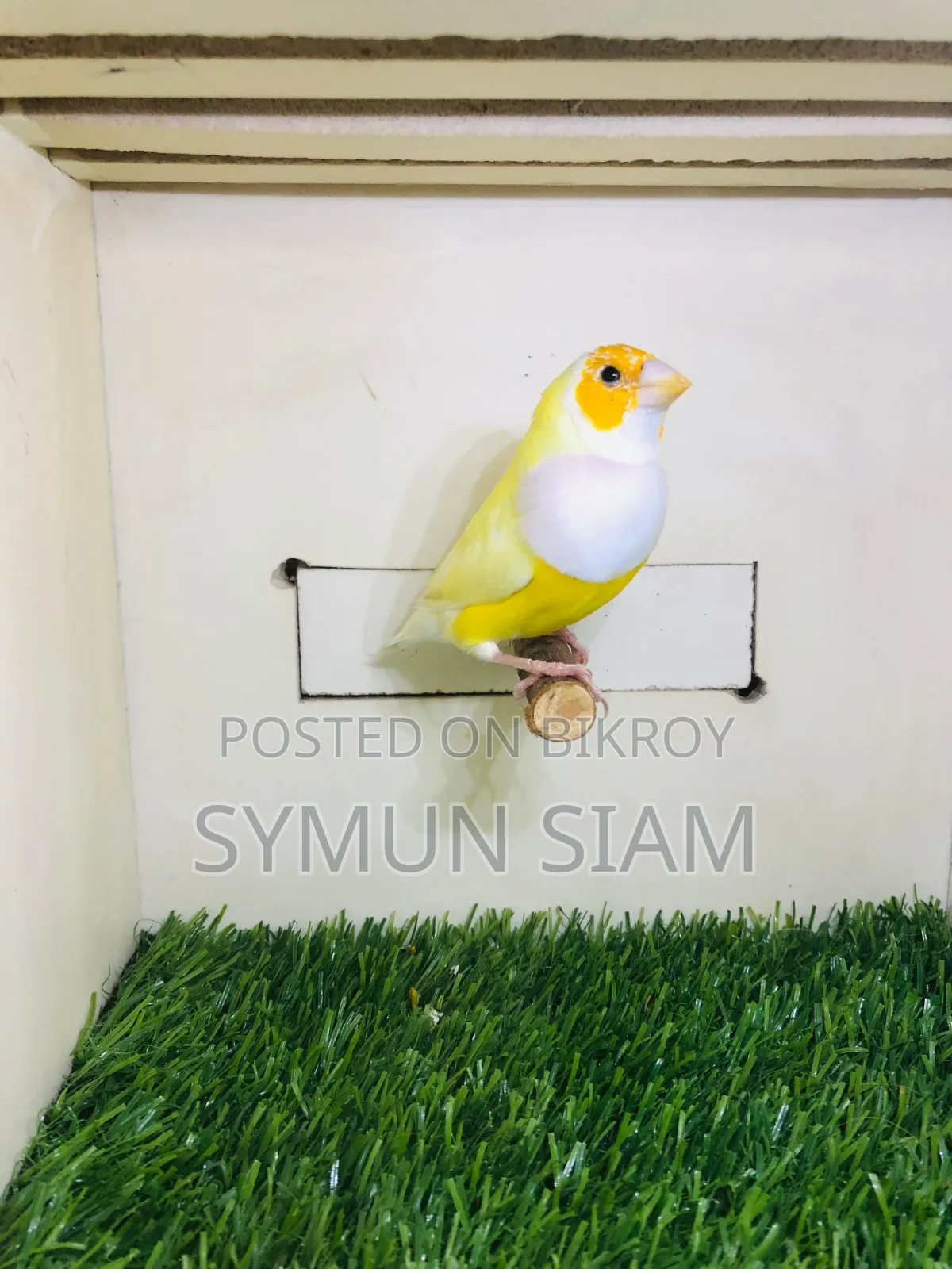 Gordian Finch