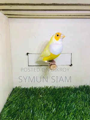 Gordian Finch