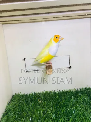 Gordian Finch