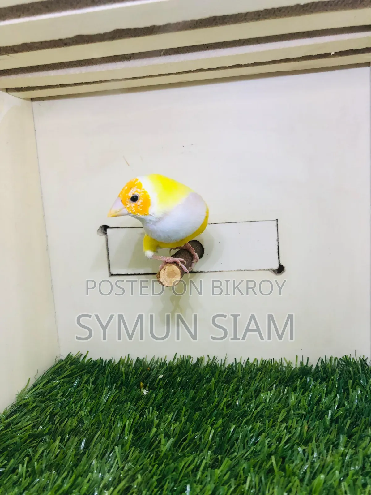 Gordian Finch