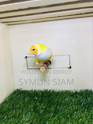 Gordian Finch