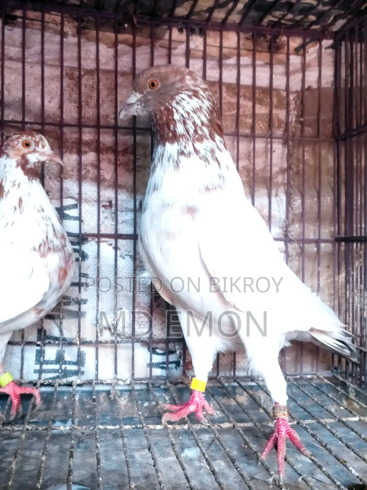 Hatbaji Pigeons