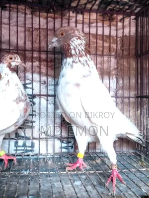 Hatbaji Pigeons