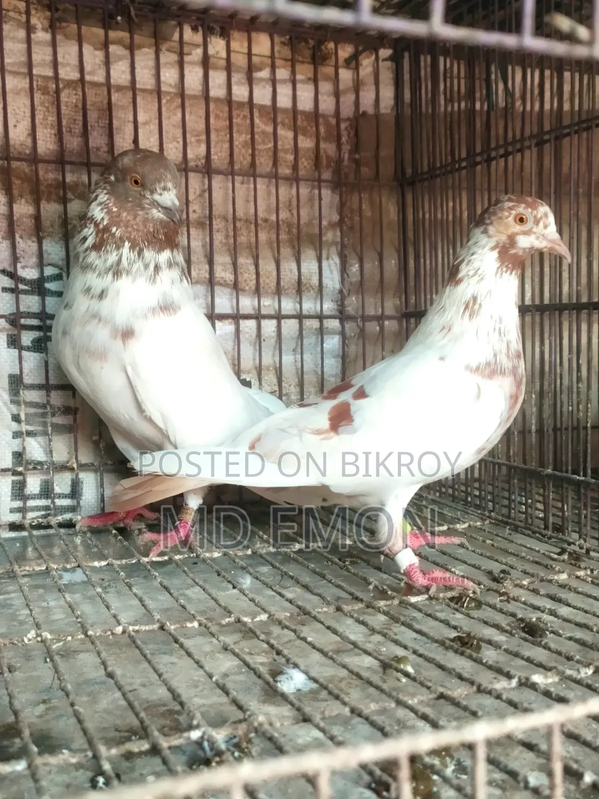 Hatbaji Pigeons