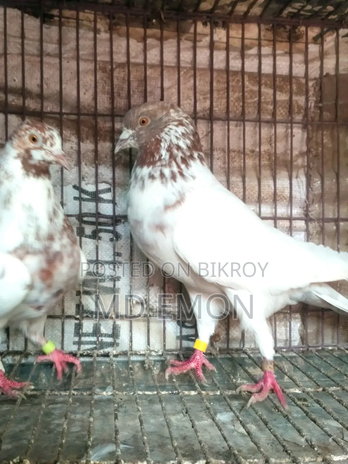 Hatbaji Pigeons